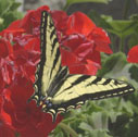 Western tiger swallowtail