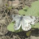 Western white