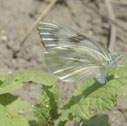 Western white