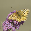 Zerene fritillary