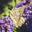 Zerene fritillary