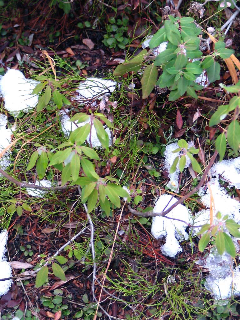 Rhododendron albiflorum