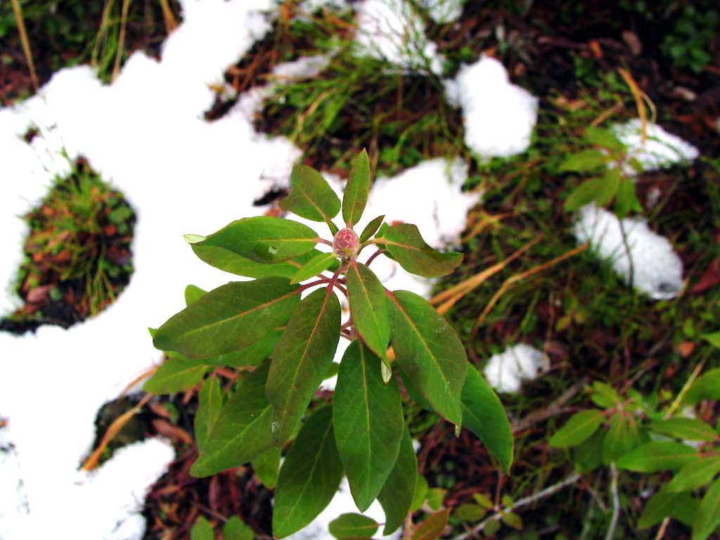 Rhododendron albiflorum