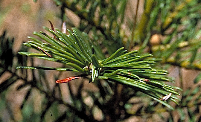 Abies grandis