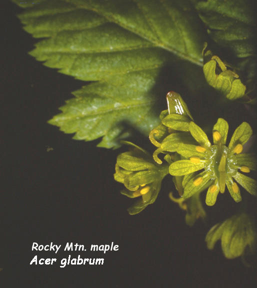 Acer glabrum