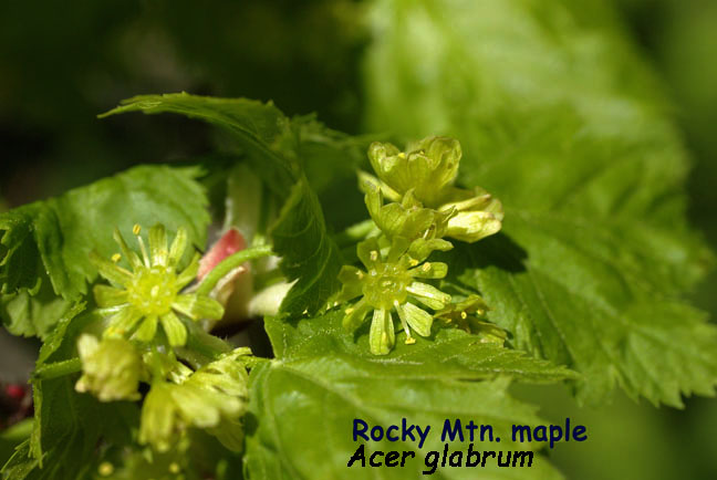 Acer glabrum