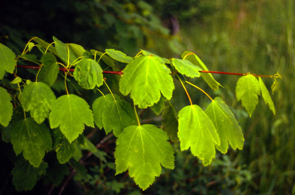Acer glabrum