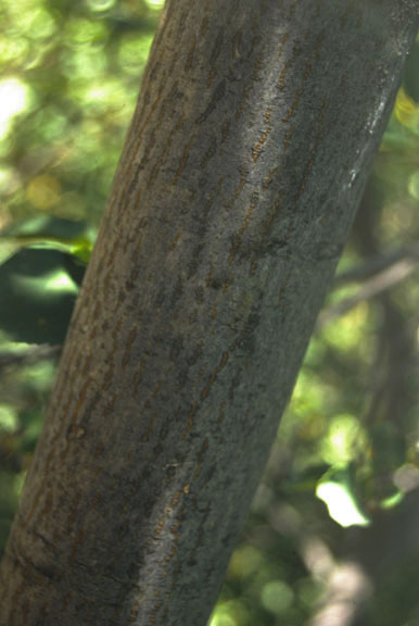 Acer glabrum