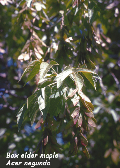 Acer negundo