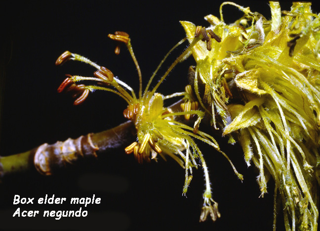 Acer negundo