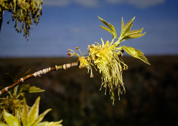 Acer negundo