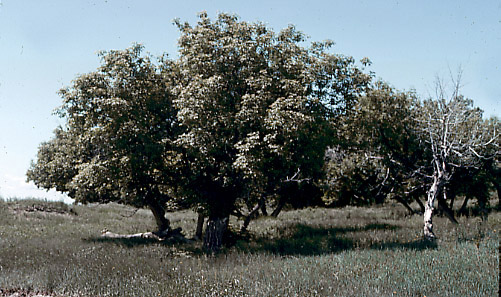 Acer negundo