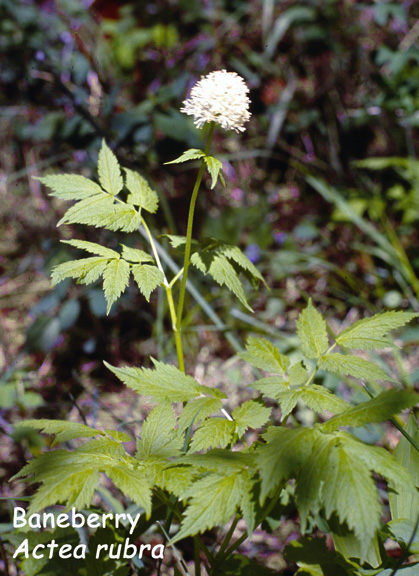 Actea rubra