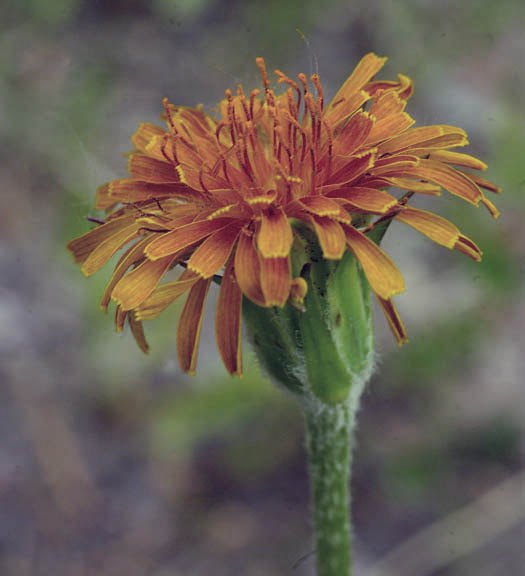 Agoseris aurantiaca
