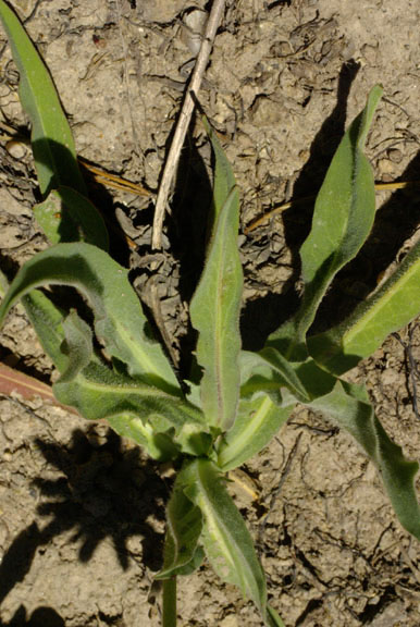 Agoseris glauca var. agrestis
