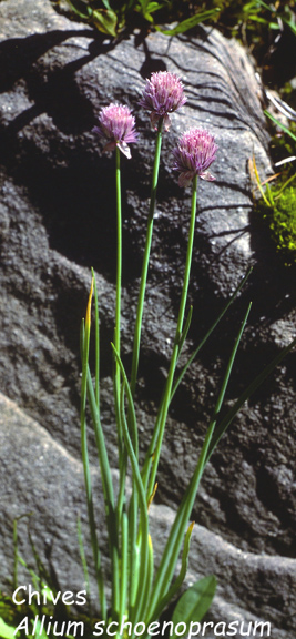 Allium schoenoprasum