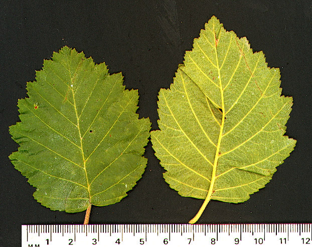 Alnus viridis