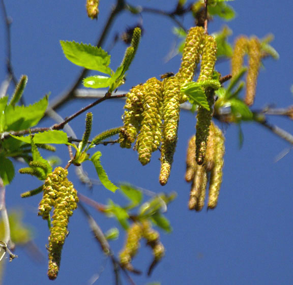 Alnus viridis
