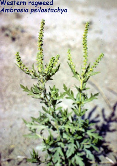 Ambrosia psilostachya