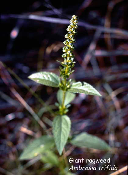 Ambrosia trifida