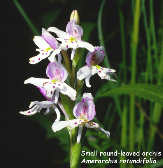 Amerorchis rotundifolia