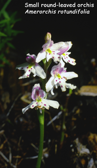 Amerorchis rotundifolia