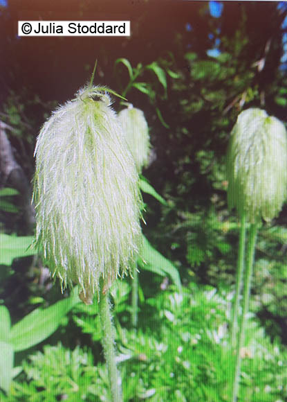 Anemone occidentalis S. Watson