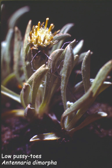Antennaria dimorpha