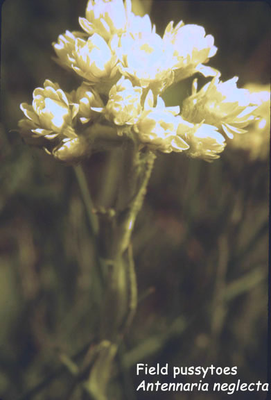Antennaria neglecta