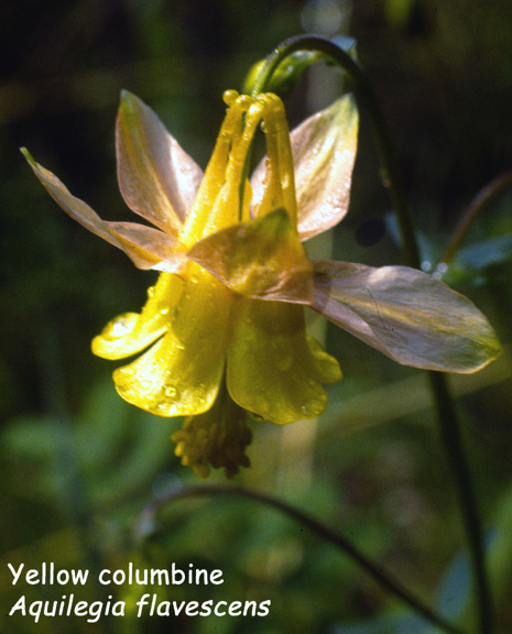 Aquilegia flavescens