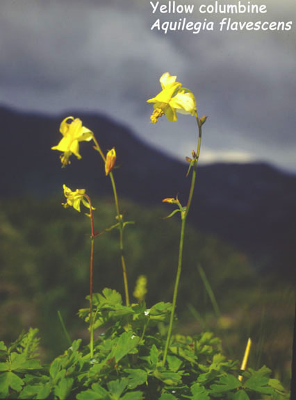 Aquilegia flavescens
