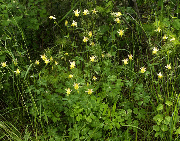 Aquilegia flavescens