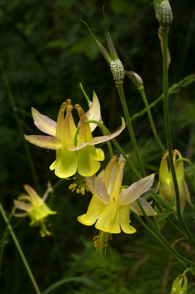 Aquilegia flavescens