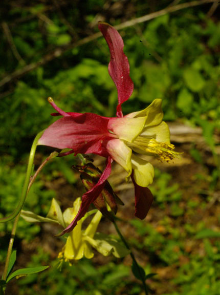 Aquilegia formosa