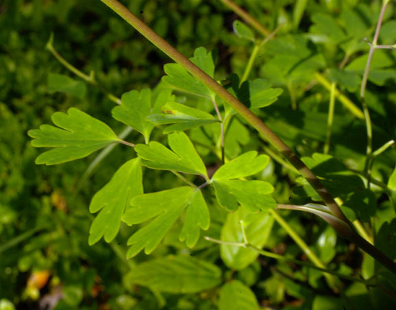 Aquilegia formosa