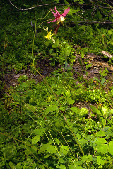 Aquilegia formosa