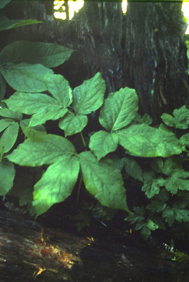 Aralia nudicaulis