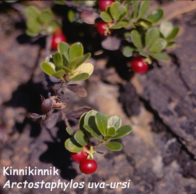 Arctostaphylos uva-ursi
