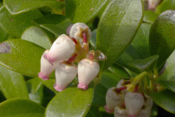 Arctostaphylos uva-ursi