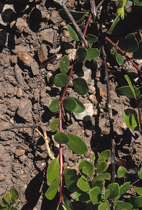 Arctostaphylos uva-ursi