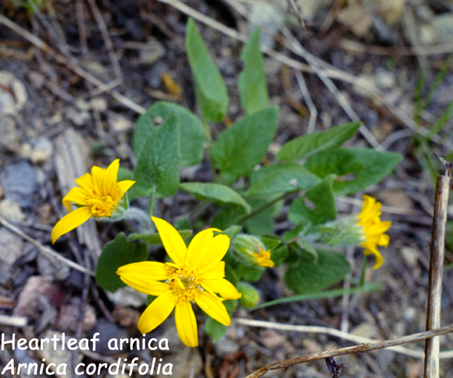 Arnica cordifolia