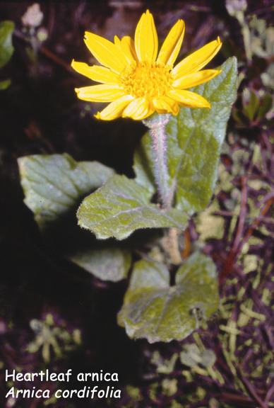 Arnica cordifolia