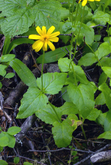 Arnica latifolia var. latifolia