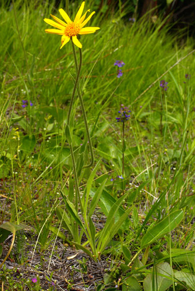 Arnica sororia