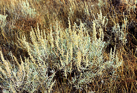 Artemisia cana