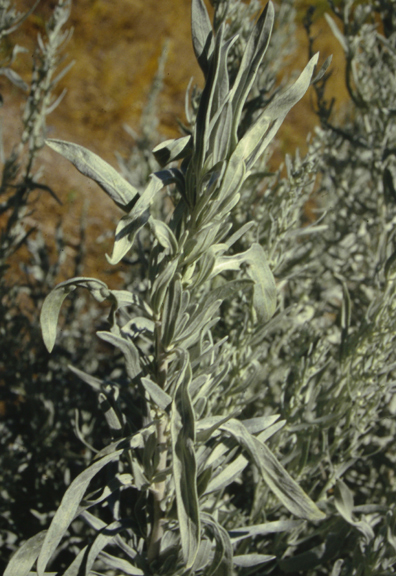 Artemisia cana