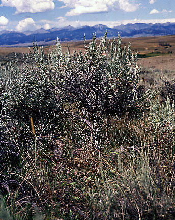 Artemisia tridentata ssp. vaseyana