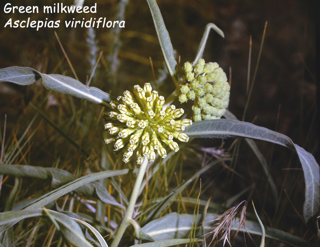 Asclepias viridiflora