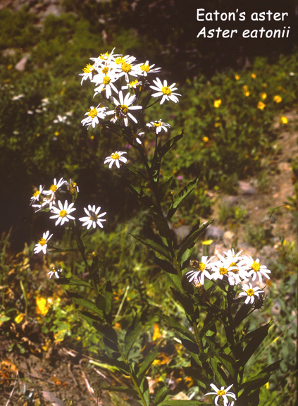 Aster eatonii