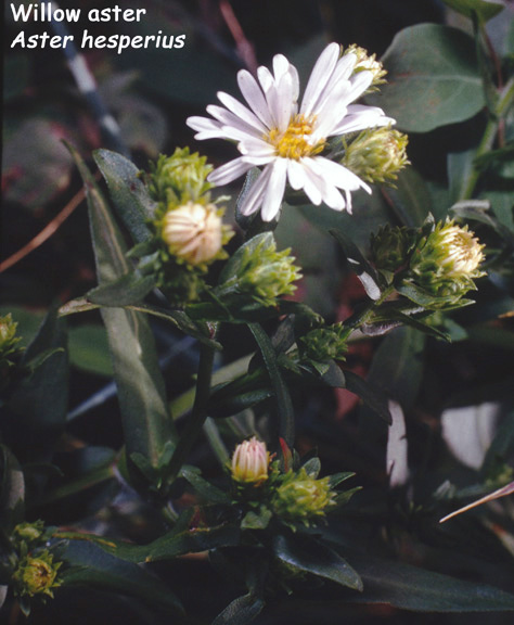 Aster hesperius